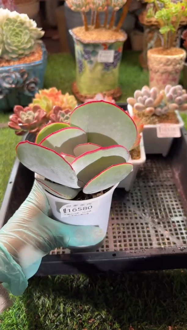 【闪购商品】16580