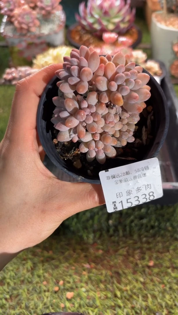 【闪购商品】15338