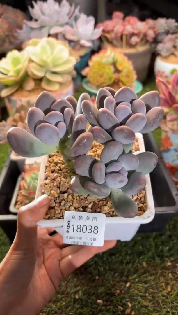 【闪购商品】18038