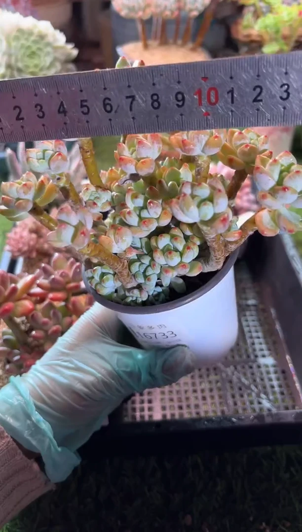 【闪购商品】16733