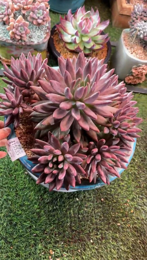 【闪购商品】15535带盆土发物流