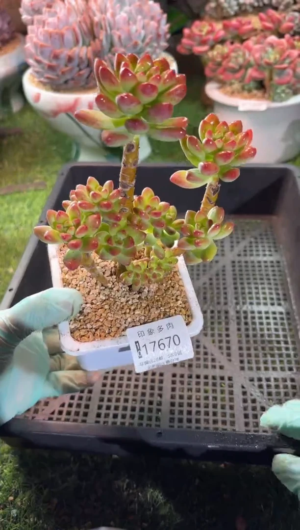 【闪购商品】17670