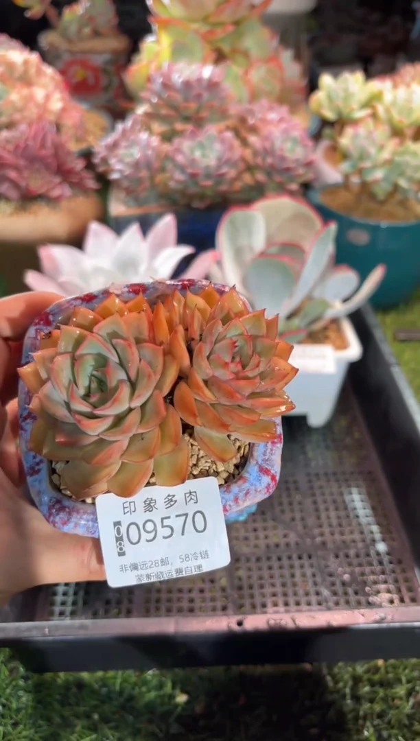 【闪购商品】09570