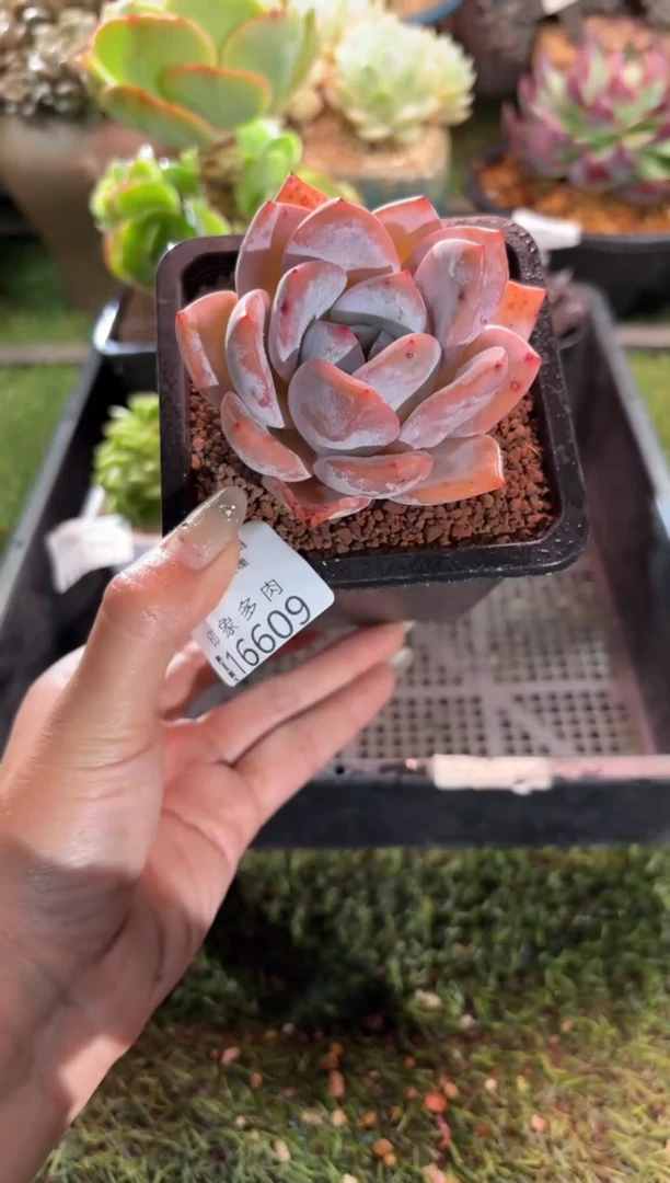 【闪购商品】16609