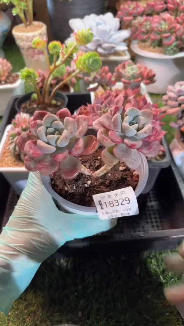 【闪购商品】18329