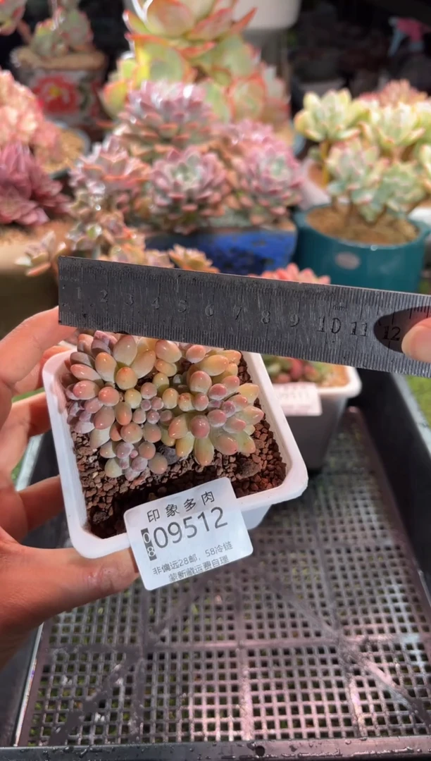 【闪购商品】09512