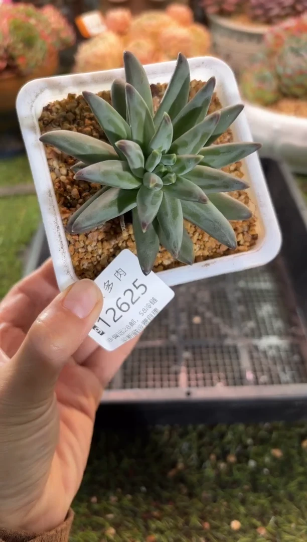 【闪购商品】12625