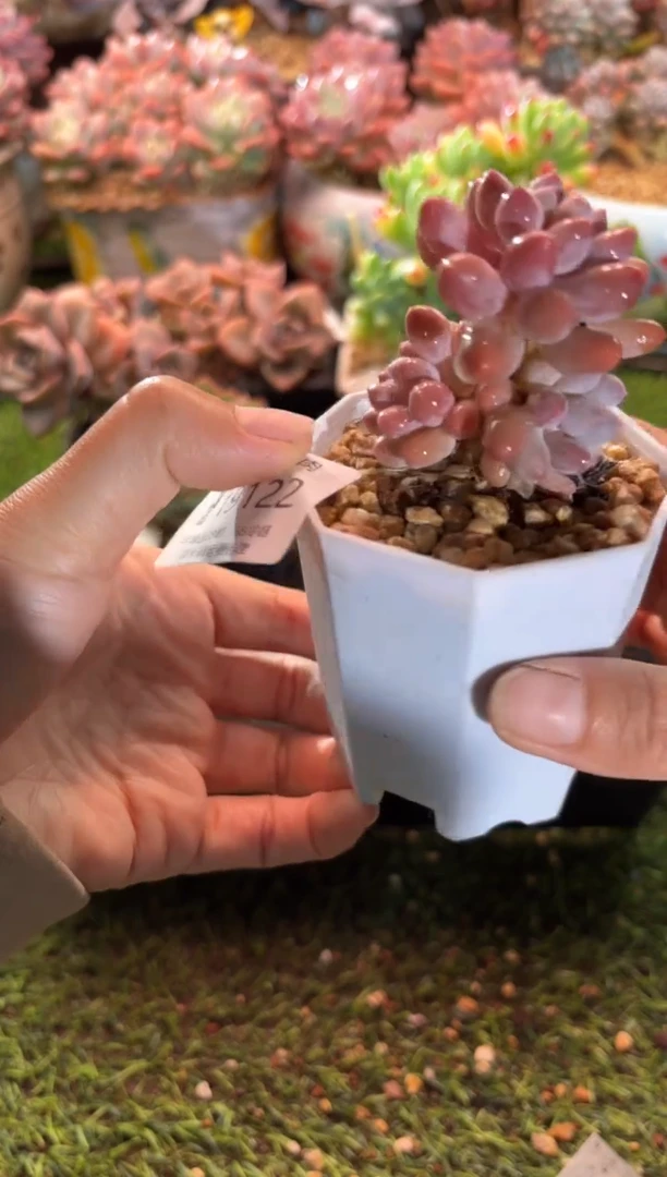 【闪购商品】19122