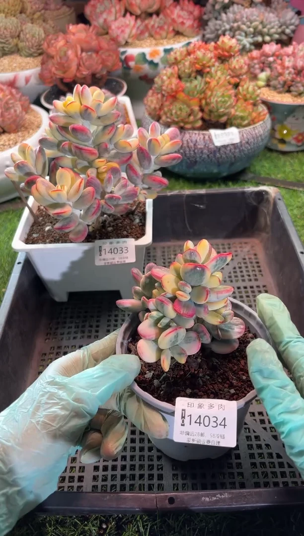 【闪购商品】14034顺丰空运