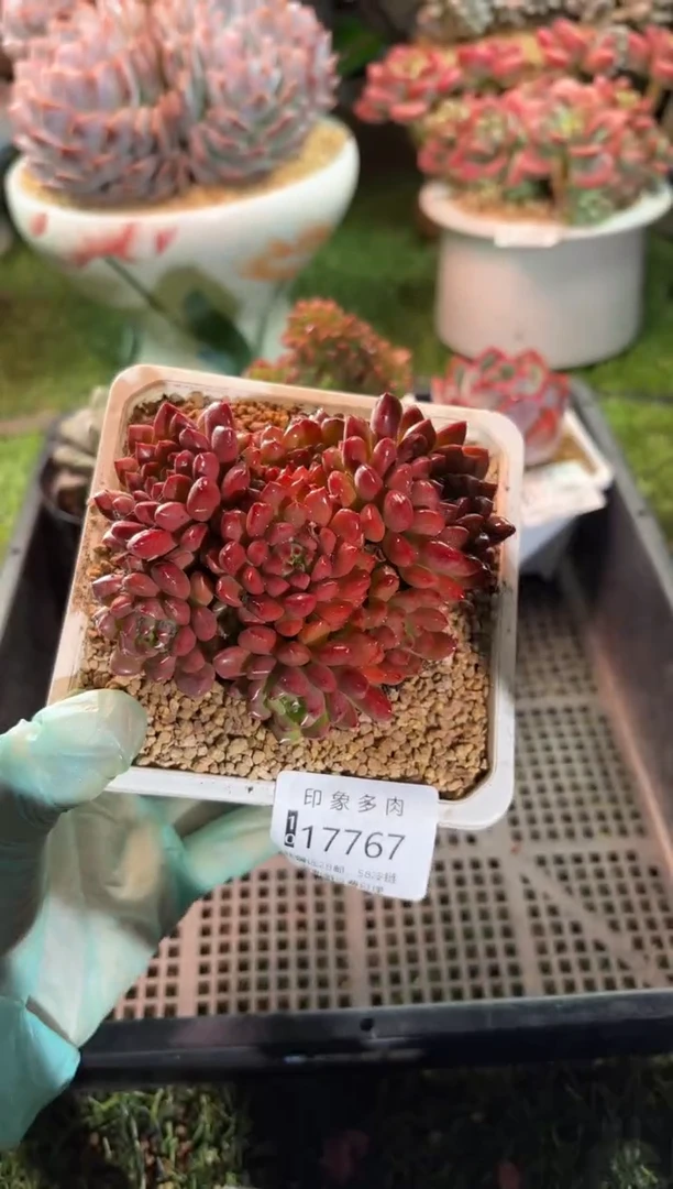 【闪购商品】17767