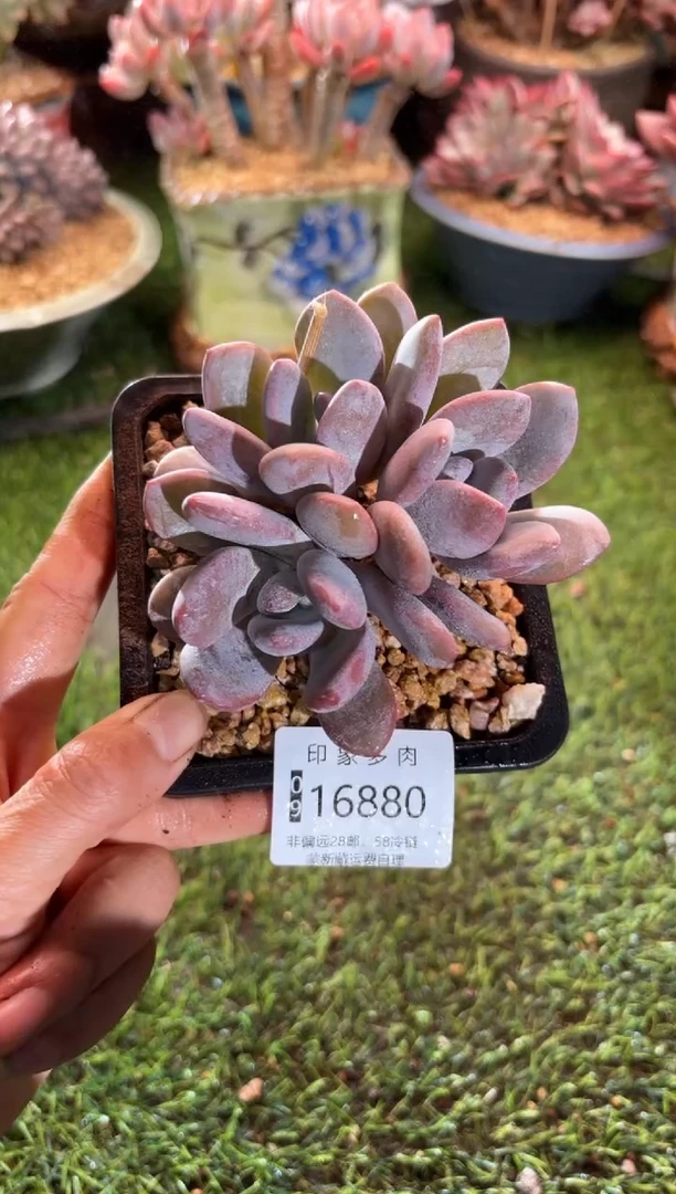 【闪购商品】16880