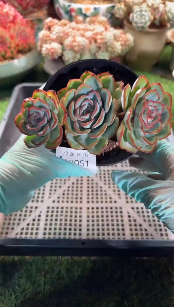 【闪购商品】10051