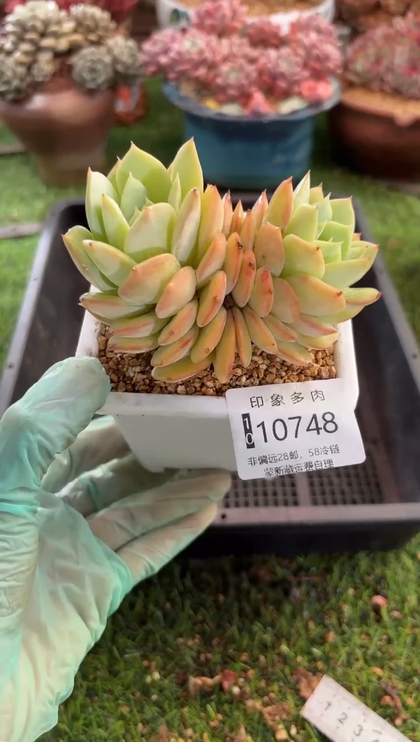 【闪购商品】10748