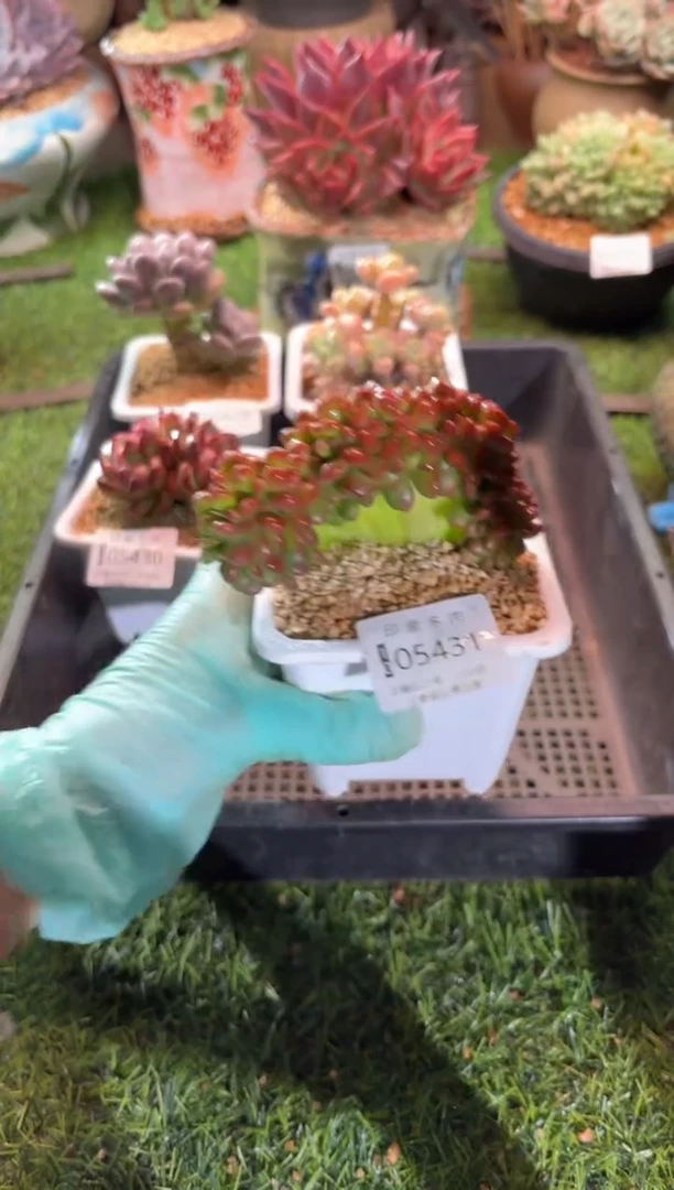 【闪购商品】05431