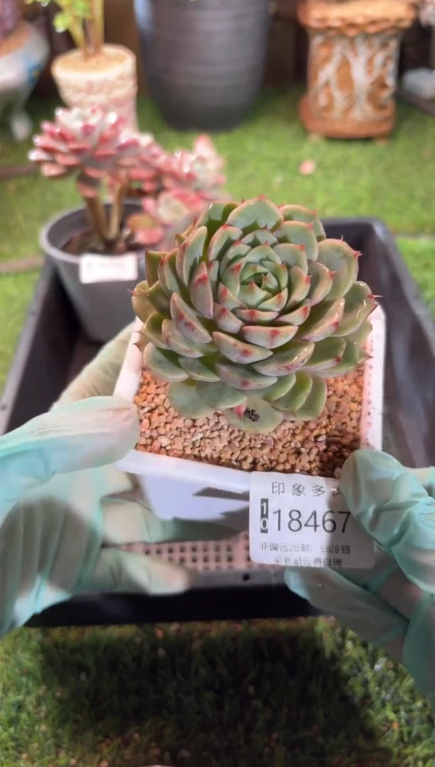 【闪购商品】18467