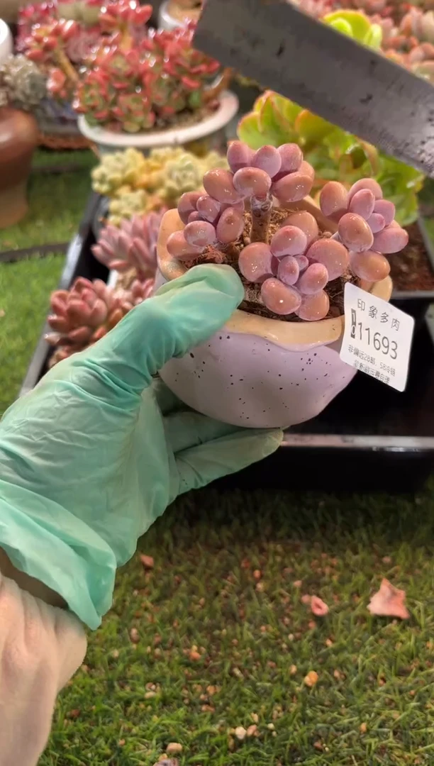 【闪购商品】11693