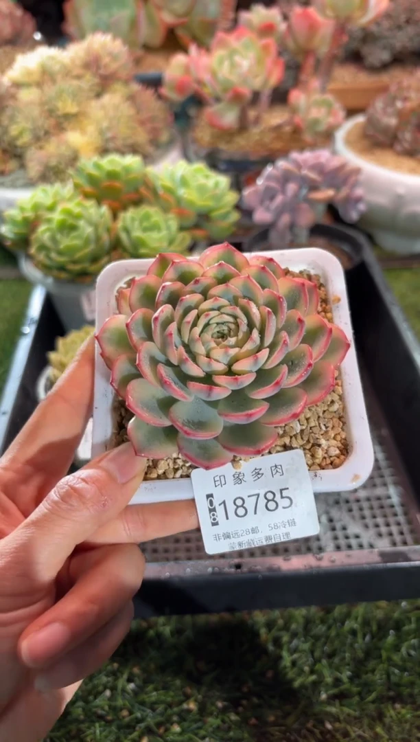 【闪购商品】18785