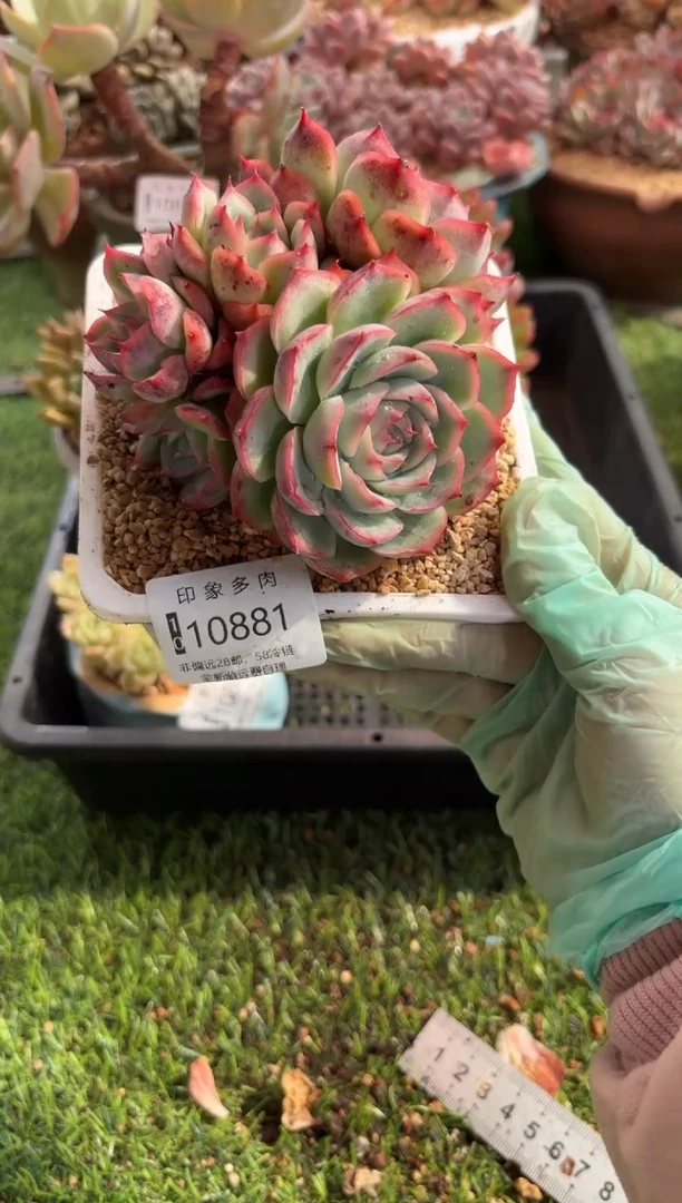 【闪购商品】10881