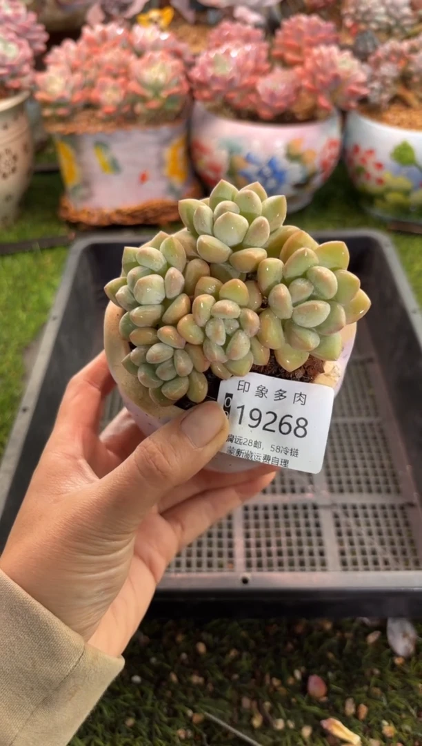 【闪购商品】19268