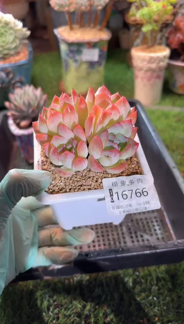 【闪购商品】16766