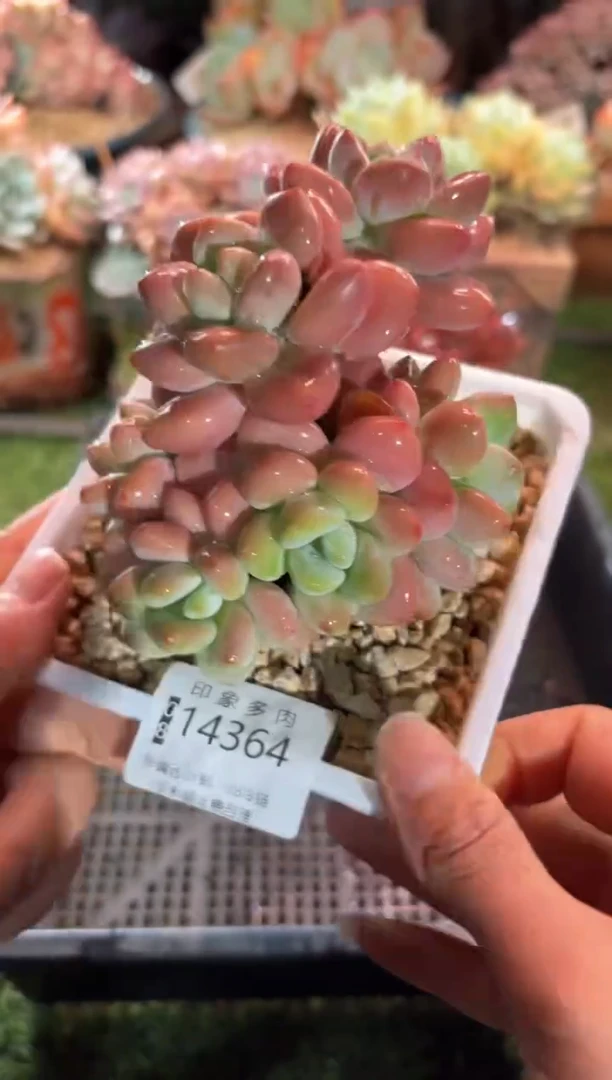 【闪购商品】14364