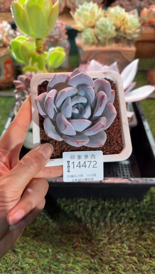 【闪购商品】14472
