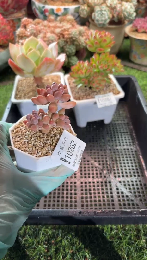 【闪购商品】10262