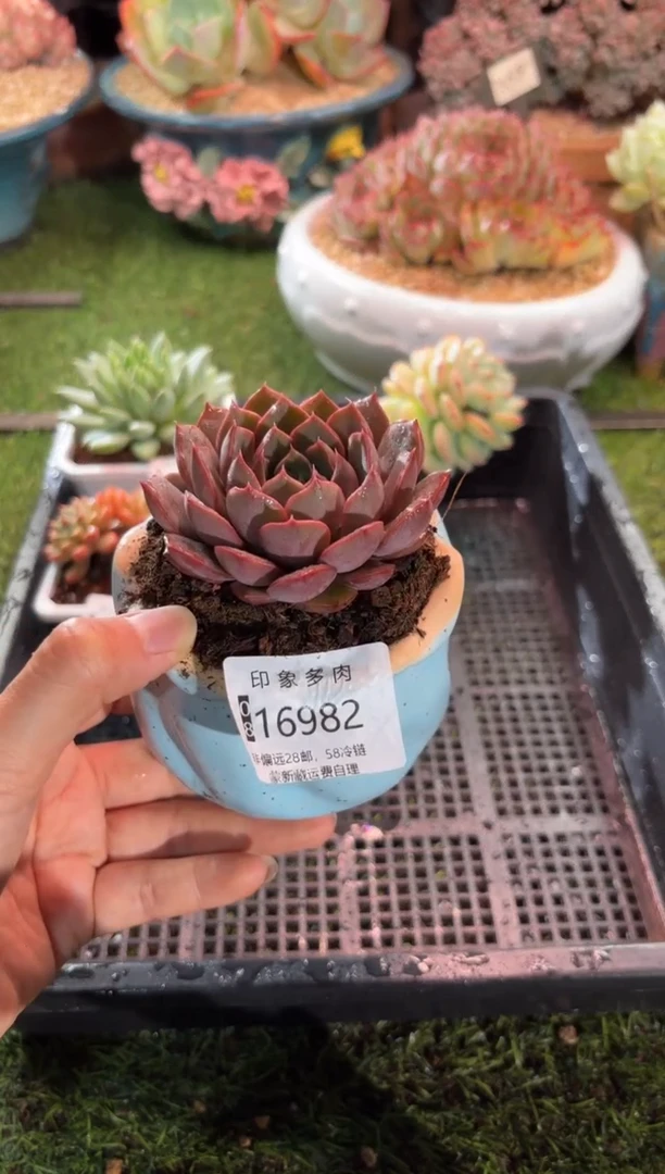 【闪购商品】16982