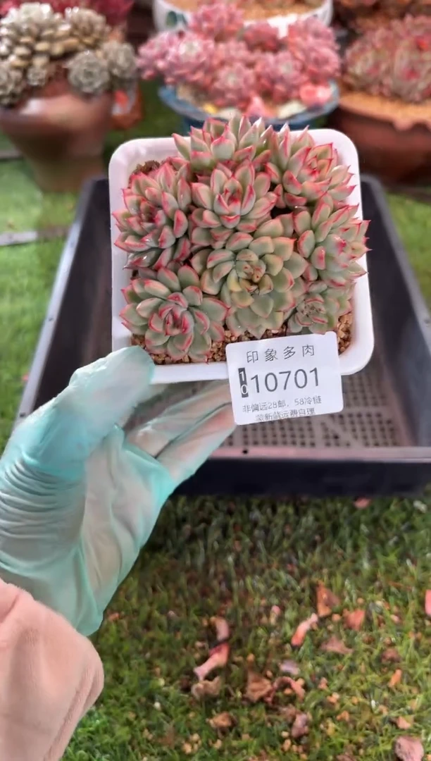 【闪购商品】10701