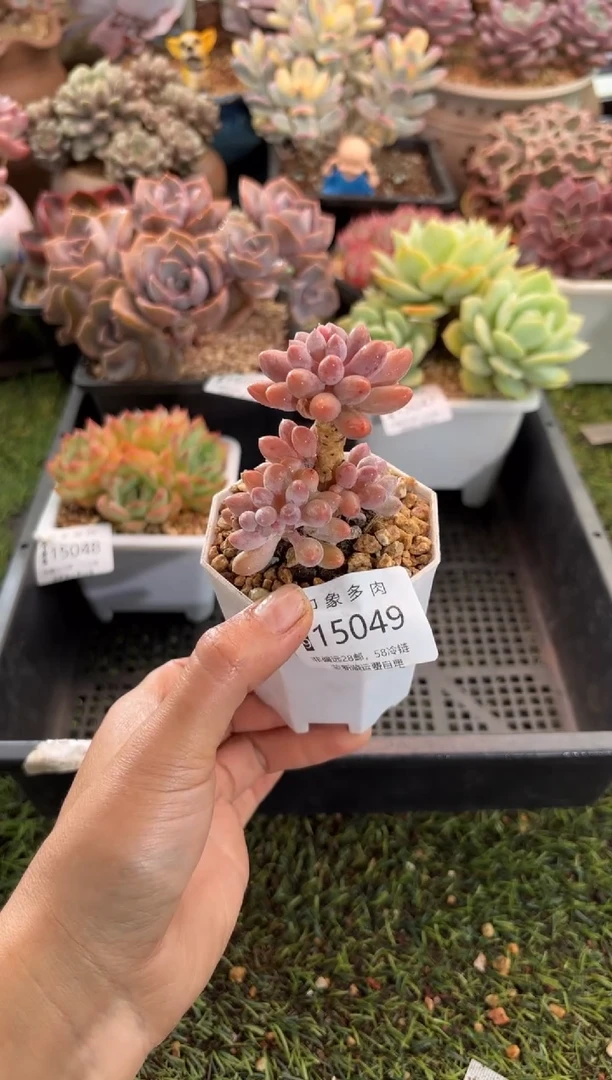 【闪购商品】15049