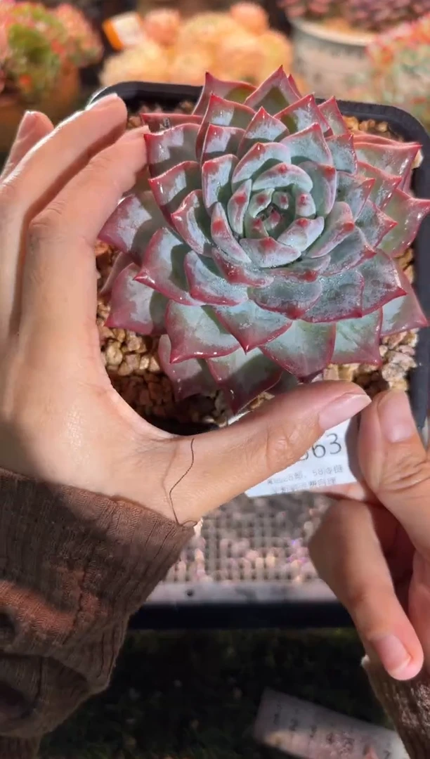 【闪购商品】12563