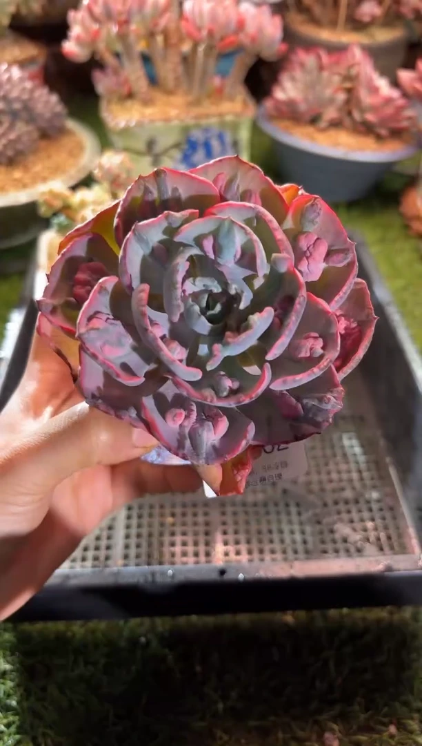 【闪购商品】16862