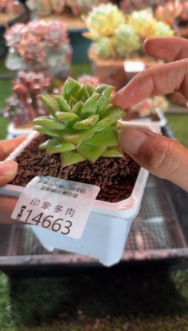 【闪购商品】14663