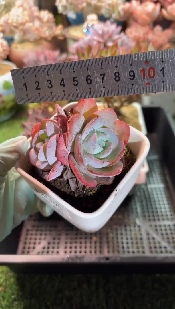 【闪购商品】02395