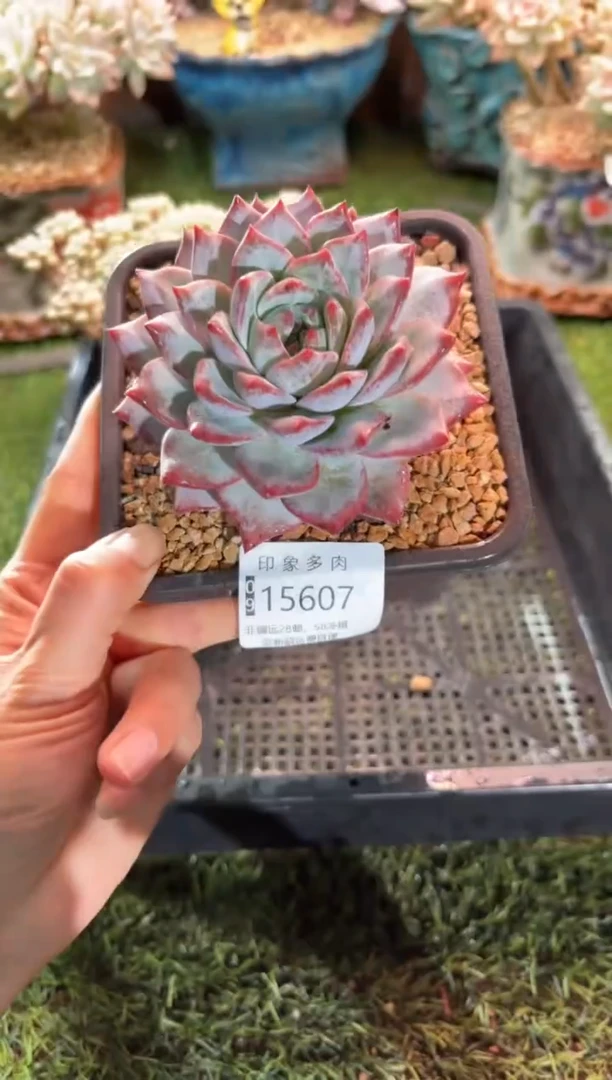 【闪购商品】15607