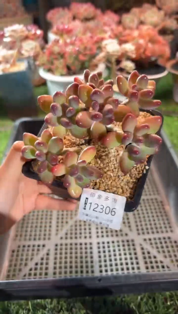 【闪购商品】12306