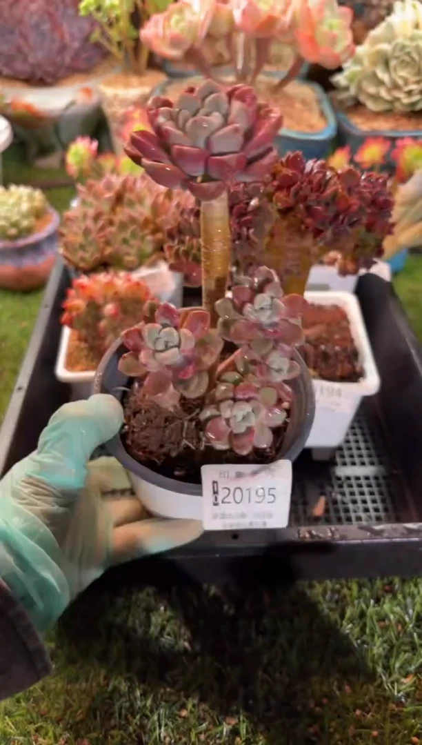 【闪购商品】20195