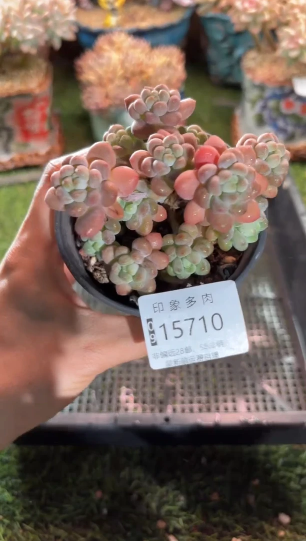 【闪购商品】15710