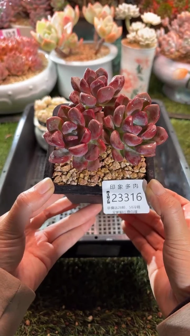 【闪购商品】23316