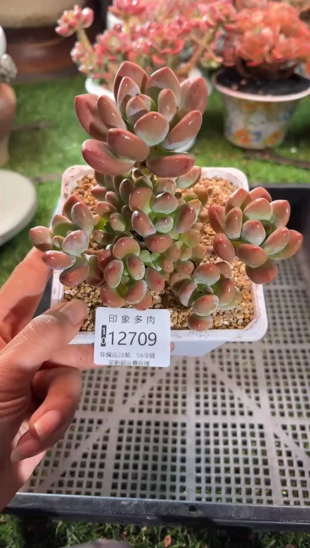 【闪购商品】12709