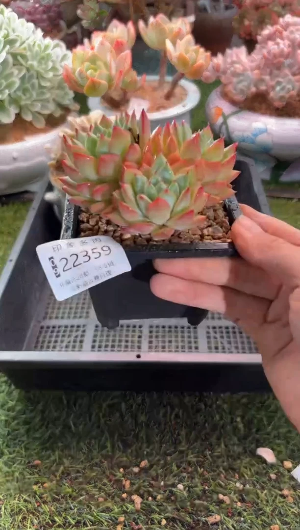 【闪购商品】22359