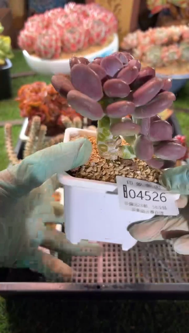 【闪购商品】04526