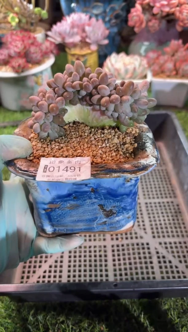 【闪购商品】01491