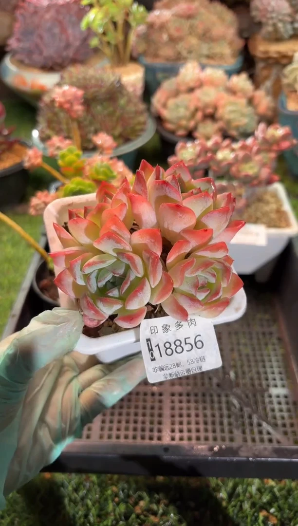 【闪购商品】18856