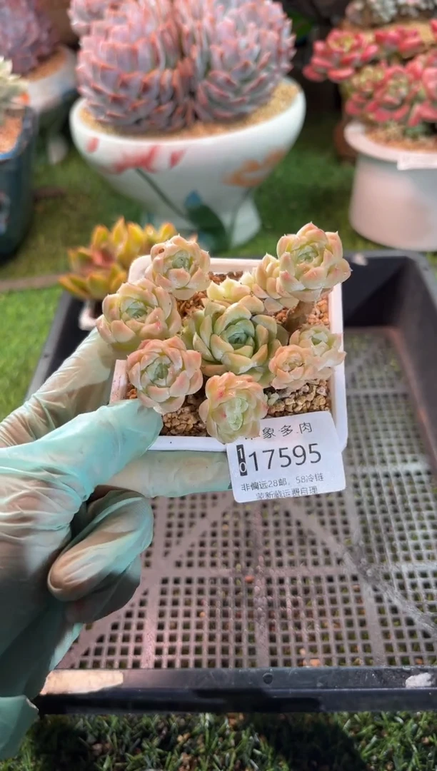 【闪购商品】17595