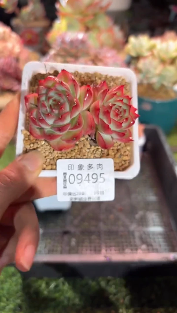 【闪购商品】09495