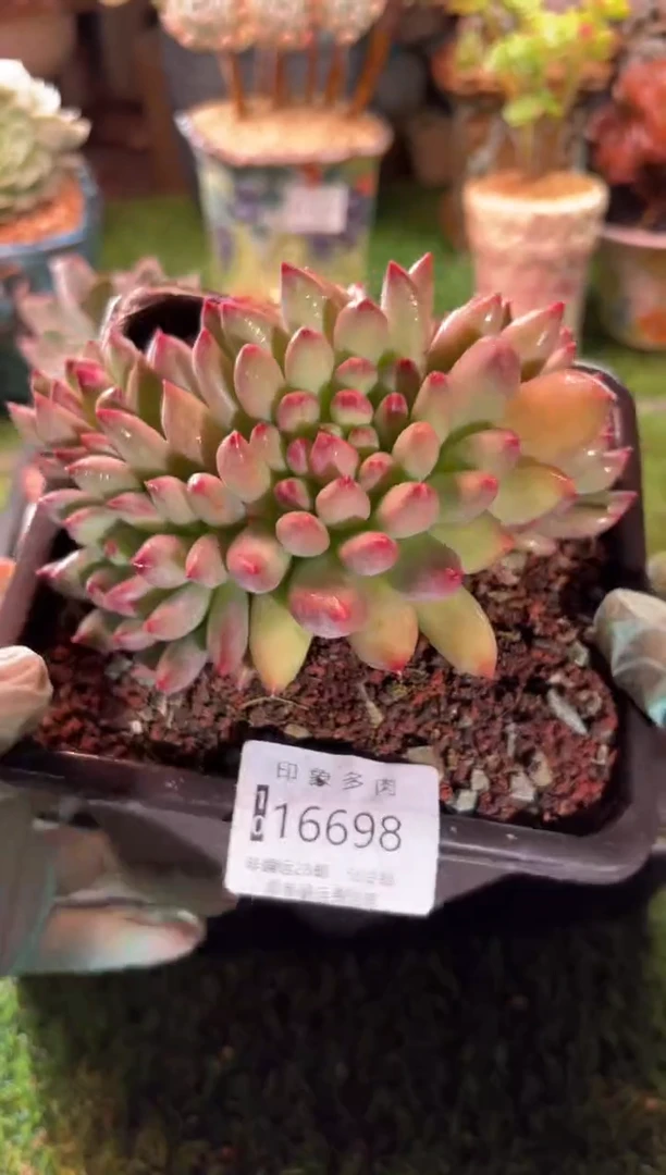 【闪购商品】16698