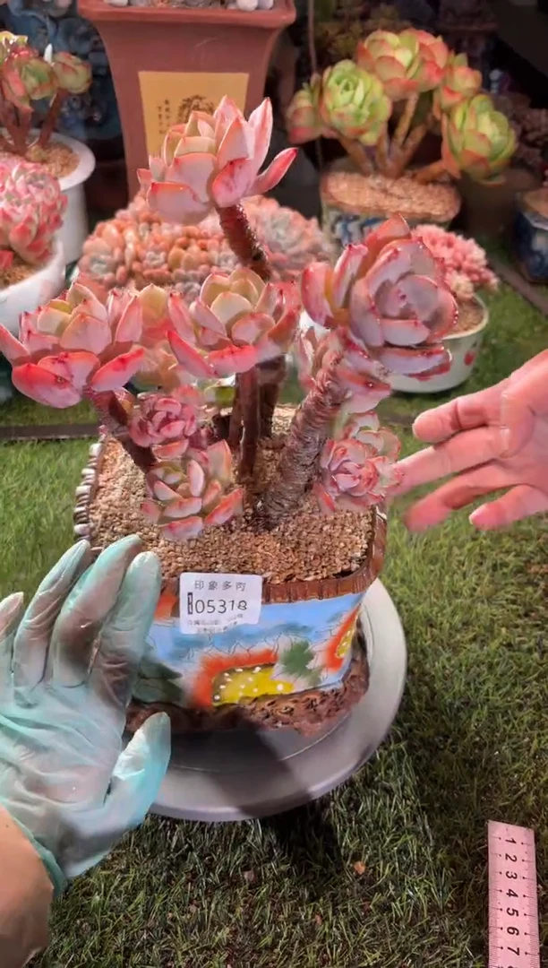 【闪购商品】05319