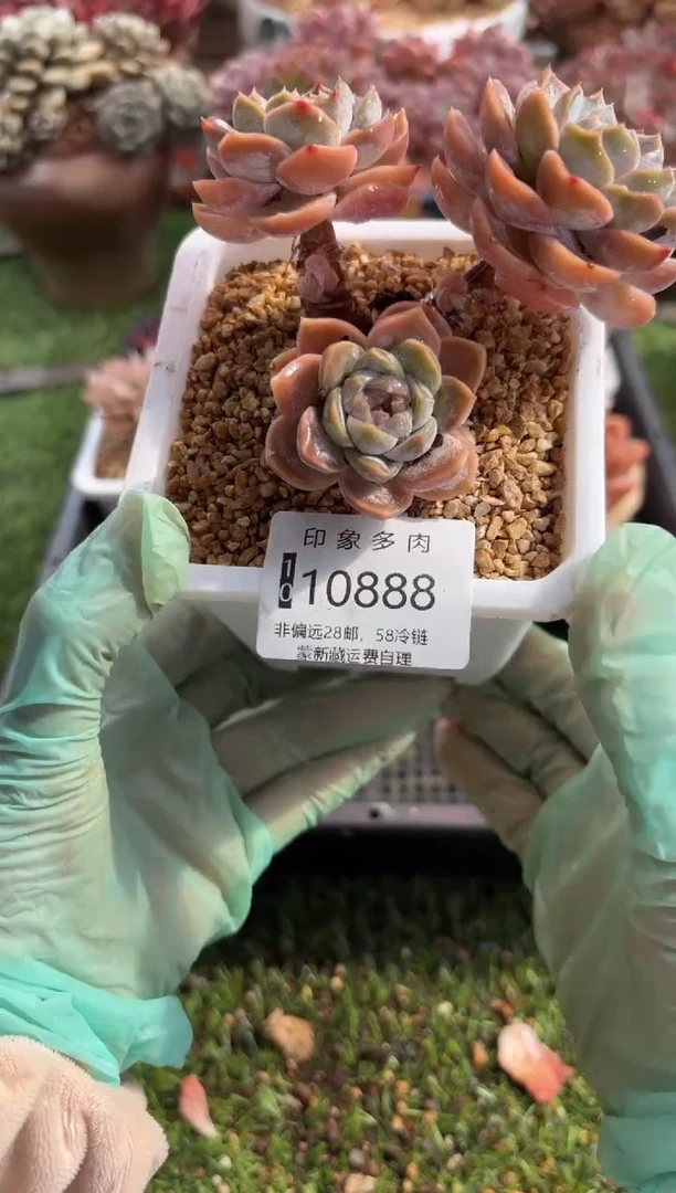 【闪购商品】10888