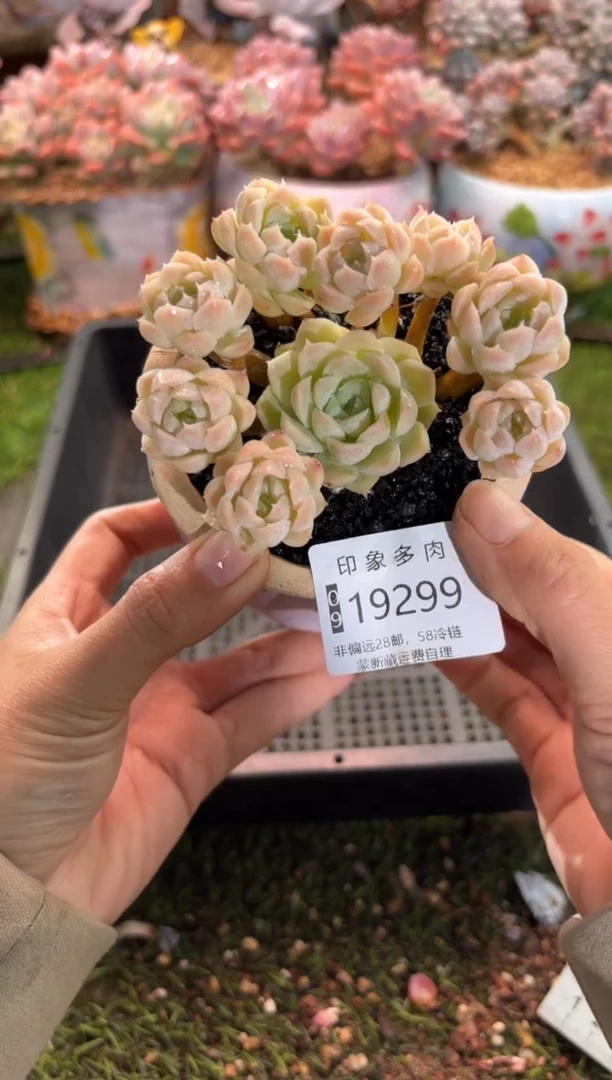 【闪购商品】19299